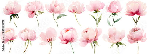 Hand-drawn pink peony bud set with green stems