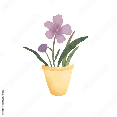 Purple flower in pot isolated, flower watercolor illustration with transparent background 