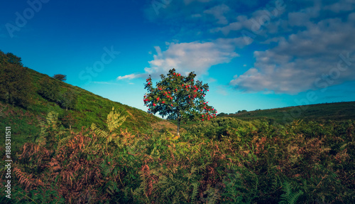 Obraz na plátně A single rowan tree laden with red berries in a Dartmoor valley under a bright blue sky