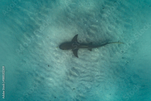 Lemon shark swimming in Ningaloo Reef, Western Australia