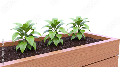 Young Plants Growing in Wooden Raised Garden Bed