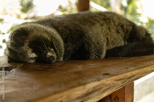 Sleeping Asian palm civet, Luwak animal at the coffee plantation in Bali Indonesia