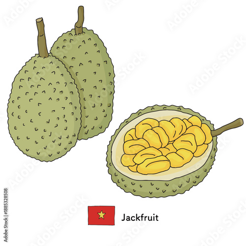 ジャックフルーツの断面と丸ごと果実のイラスト｜ジャックフルーツ、果物、南国フルーツ、Jackfruit