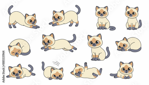 Playful Siamese cat in various poses and expressions  