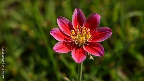 Beautiful red flower blooming in the garden during a sunny day close up view