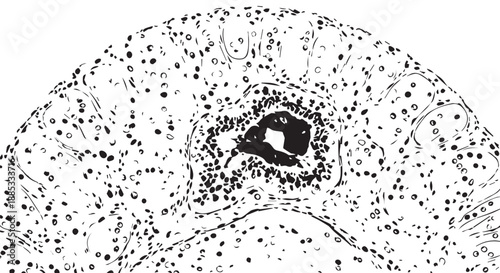 Close-up view of a single biological cell with a prominent nucleus under a microscope.