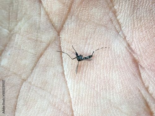 Close up of Dead Mosquitoes at human hands