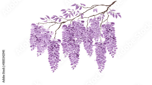 A watercolor painting of a wisteria branch with cascading purple blossoms against a white background