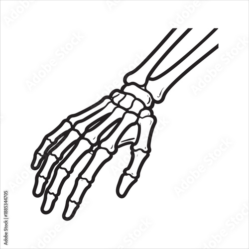 Anatomical Line Drawing of Human Hand Skeleton - Medical Illustration