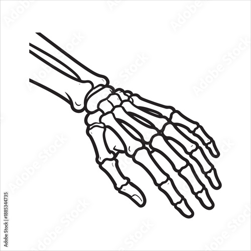 Anatomical Line Drawing of Human Hand Skeleton - Medical Illustration