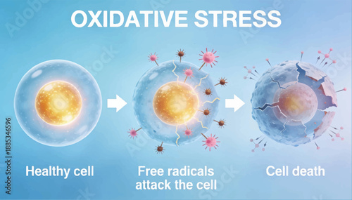 A vector scientific illustration depicting the three stages of oxidative stress leading to cell death, set against a soft light blue gradient background.
