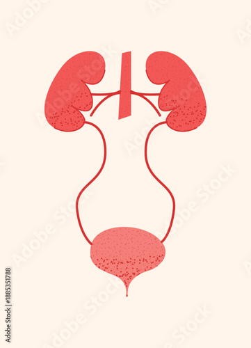 Human urinary system anatomy with kidneys, ureters and bladder. Medical organ illustration showing internal structure in clean flat style on light background