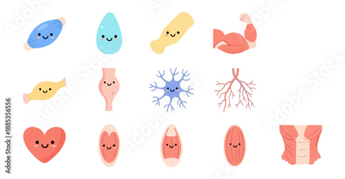 Cartoon anatomy illustrations of human body parts