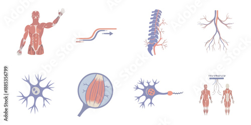 Human body anatomy illustrations muscles organs and systems on black background