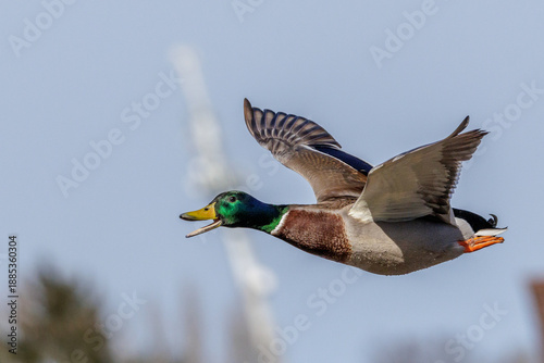 Stockente (Anas platyrhynchos) Männchen