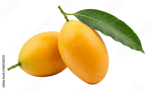 Foto two ripe, golden-yellow marian plums (maprang) with a single green leaf attached to a slender stem, isolated against a deep transparent background, showcasing their smooth skin and oval shape