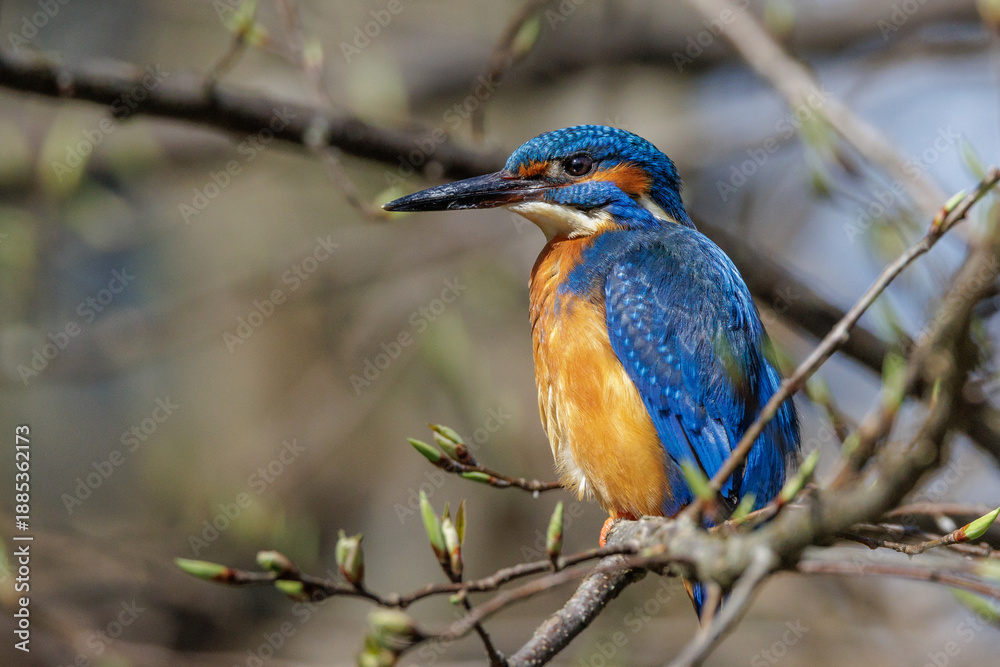 Fototapeta premium Eisvogel (Alcedo atthis) Männchen