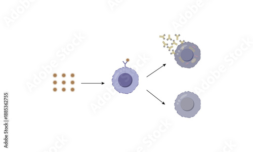 Activation of B-cell leukocytes. B lymphocyte differentiation. Plasma cell and memory B cell. B cell and T cell interaction. Vector illustration.