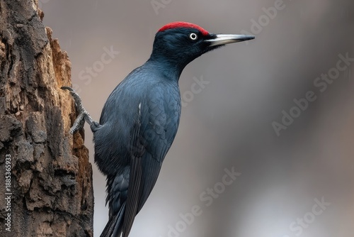Black woodpecker perched on tree trunk featuring red crest and sharp beak
