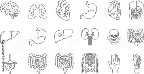 A detailed collection of various internal and external human body organ icons presented in a simple outline vector style for medical education projects.