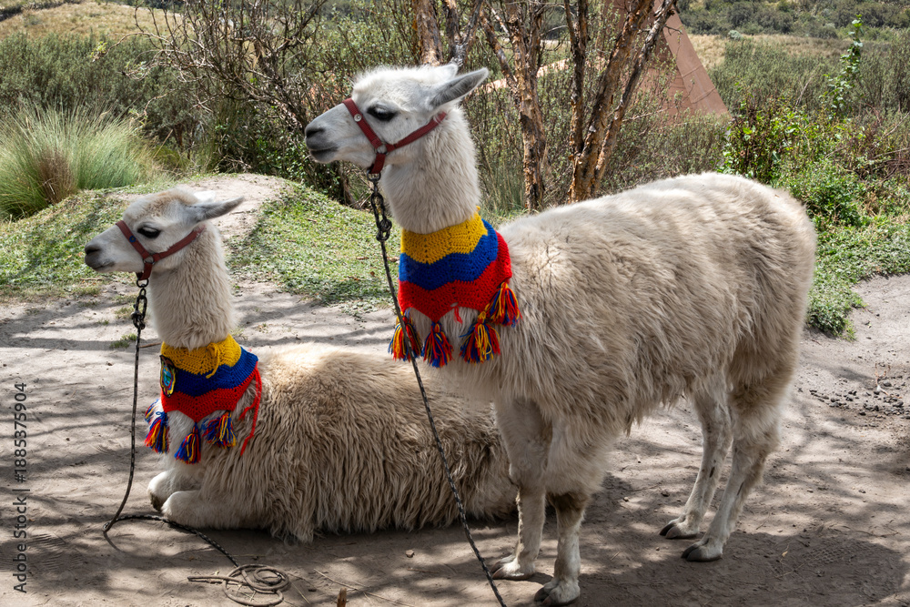 Naklejka premium lama,Sudamerica