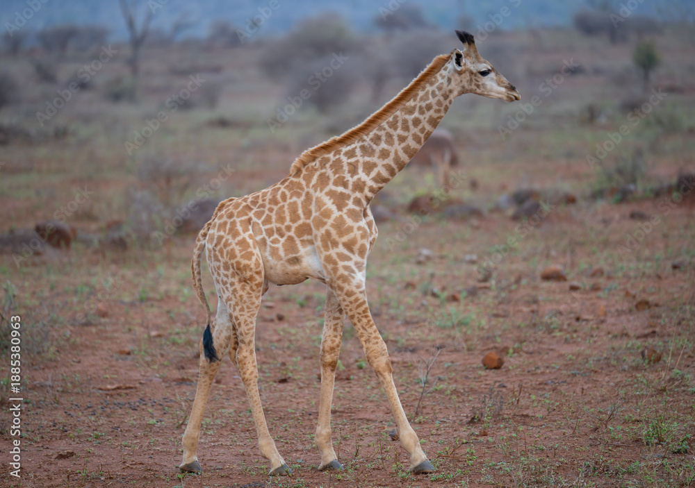 Obraz premium Afrikanische Tiere Junge Giraffen im Busch vom Krüger National Park - Kruger Nationalpark Südafrika