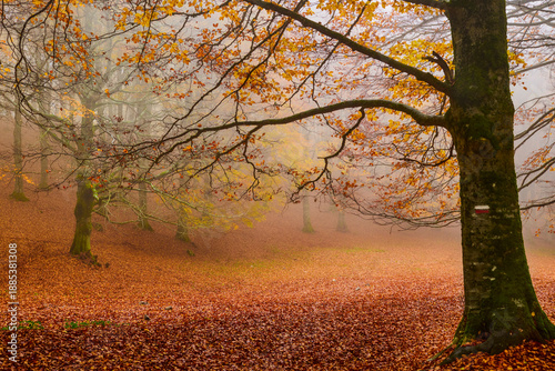 Autunno sul monte Livata