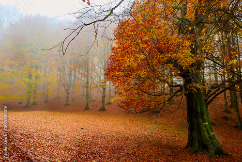 Autunno sul monte Livata