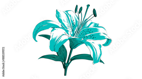 A vibrant turquoise lily in full bloom, with spotted petals and green leaves, set on white