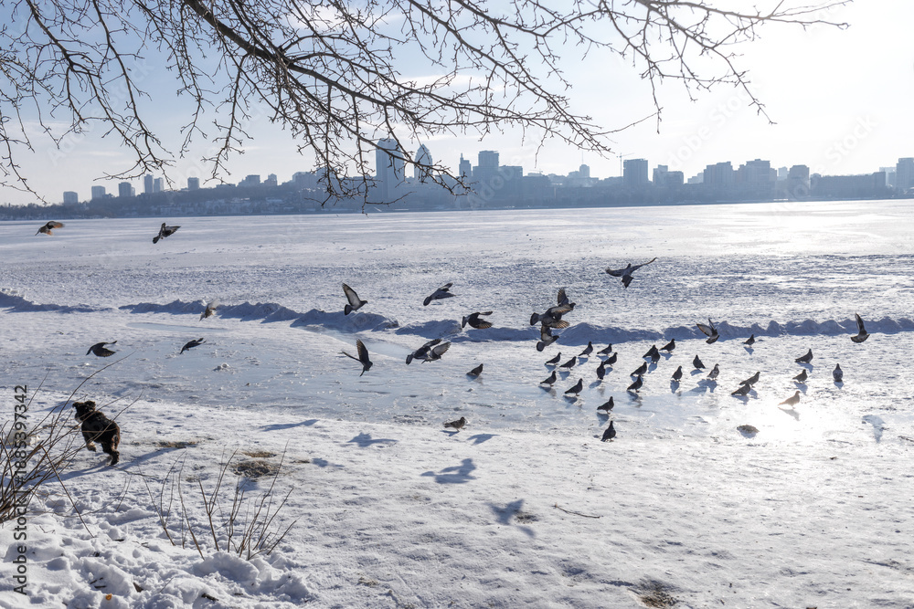 Fototapeta premium Winter river beach with snow and flock of pigeons feeding on grain, frozen wide river and large city skyline in background, urban winter landscape, birds gathering and flying in cold season, peaceful 