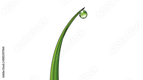 A dewdrop clings to the tip of a single curving green grass blade against a white background