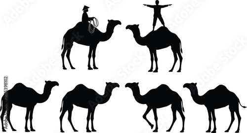 Set of camel silhouettes with riders and standing poses, black and white desert wildlife vector illustration for travel, safari, culture, and nature design