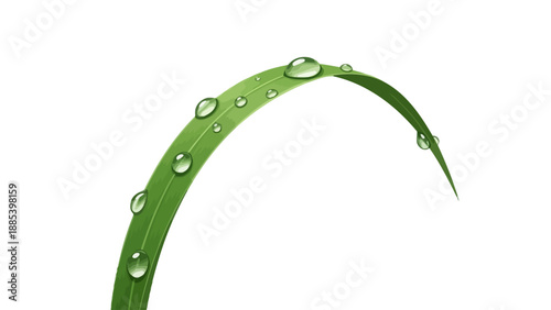Arching green grass blade with multiple clear water droplets isolated on white