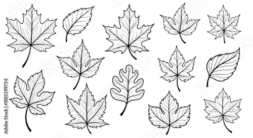 Collection of various black and white maple and oak leaves with detailed veining and edges