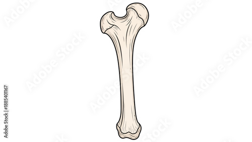 Stylized drawing of a long bone likely a femur showing the proximal and distal ends