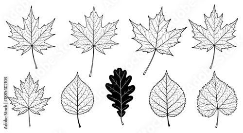 Collection of ten detailed black and white outline leaves from various trees and plants