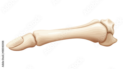 Illustrated structure of a bone segment with phalanges and metacarpalmetatarsal