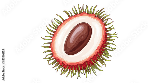 Illustration of a rambutan fruit cut in half showing white flesh and a brown seed