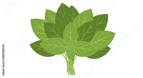 A bunch of fresh green basil leaves