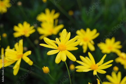 Yellow daisy flowers blooming with green leaves