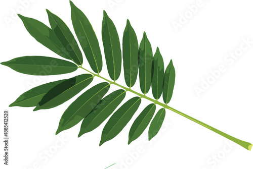 Vector illustration of a fresh green pinnate leaf branch with multiple small leaflets isolated on white background.