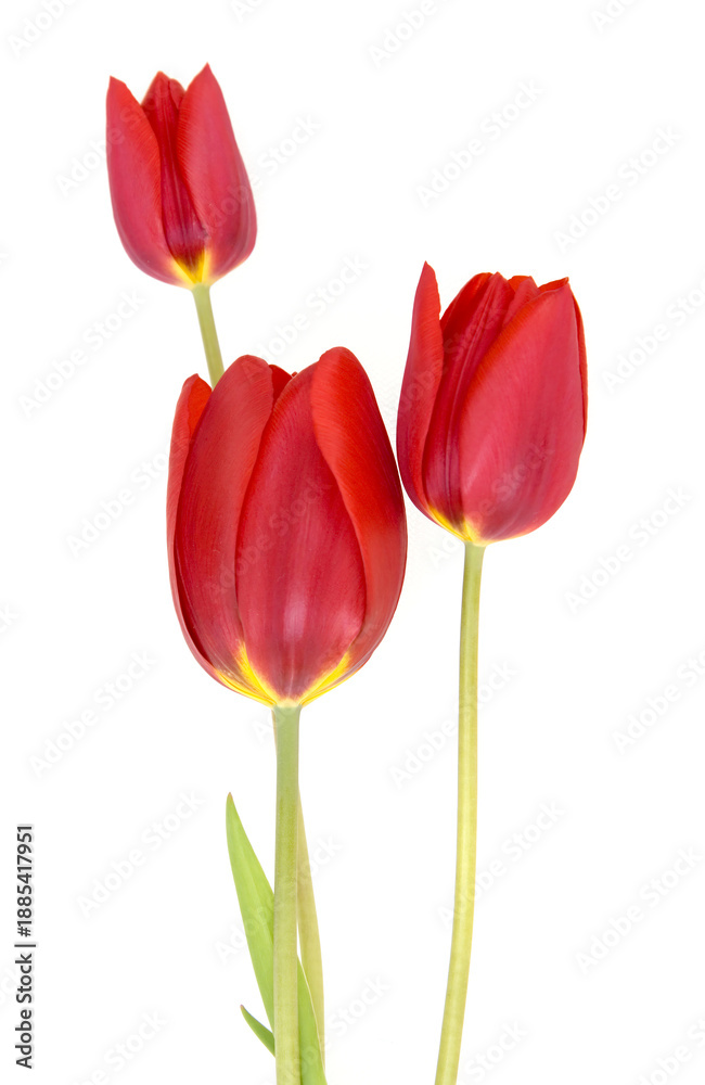 Fototapeta premium red tulips isolated on white
