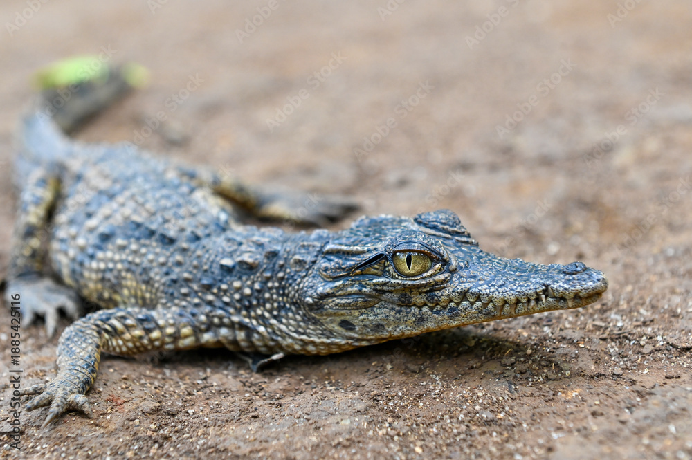 Fototapeta premium Profile view of a young crocodile. Close up, portrait photography.