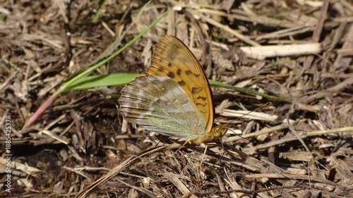 Fotografie Silver-washed fritillary butterfly (Argynnis paphia), male resting on leaf litte