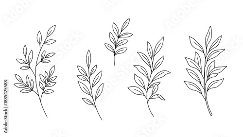 Detailed minimalist black and white line art illustrations of botanical branches with leaves isolated on a clean white background for design.
