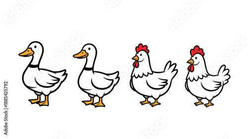 Set of four domestic bird illustrations including two white ducks and two white chickens with red combs isolated on a white background.