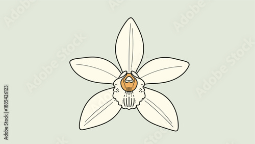 Elegant botanical illustration of a single white orchid flower with five petals and a golden center on a pale green background.