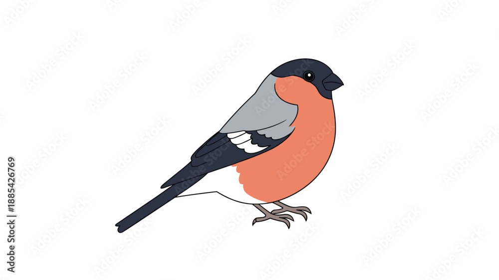 Fototapeta premium Colorful vector illustration of a bullfinch bird with its characteristic red chest and gray back sitting on a white background.