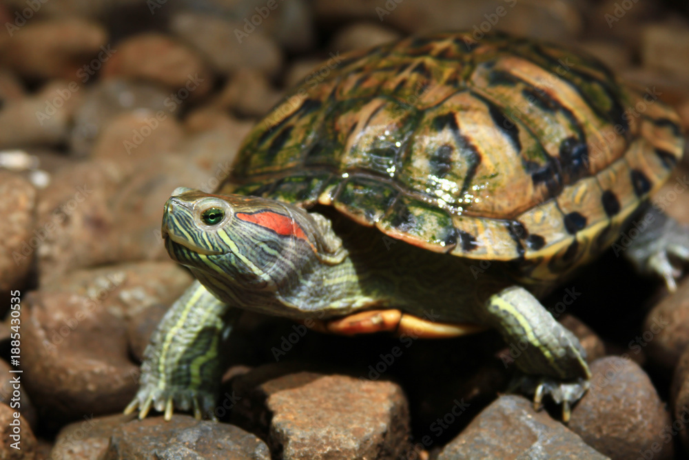 Obraz premium turtle on the rock