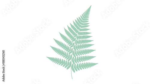Close-up of a green fern leaf isolated on white background.